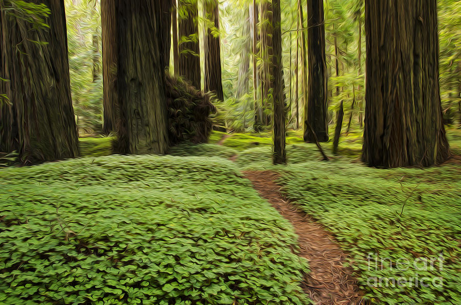 Beauty Of California Redwoods 1 Photograph by Bob Christopher