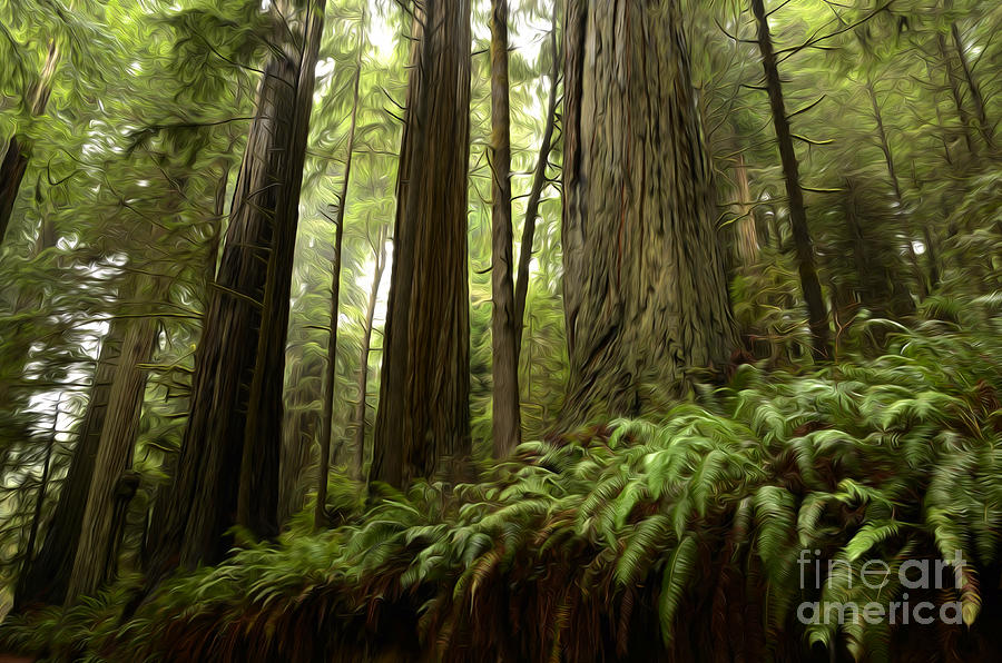 Beauty Of California Redwoods 3 Photograph by Bob Christopher