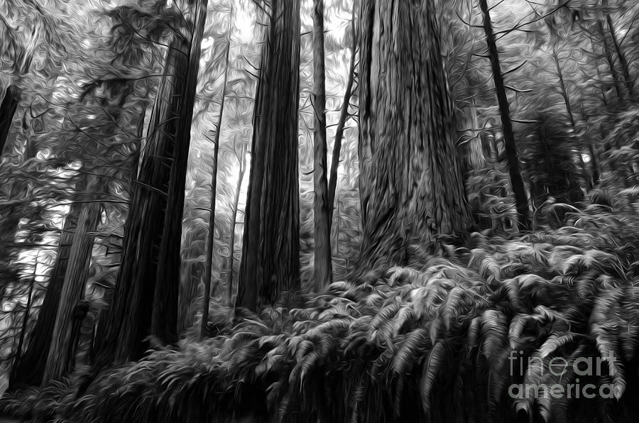 Beauty Of California Redwoods 3 Monochrome Photograph by Bob Christopher