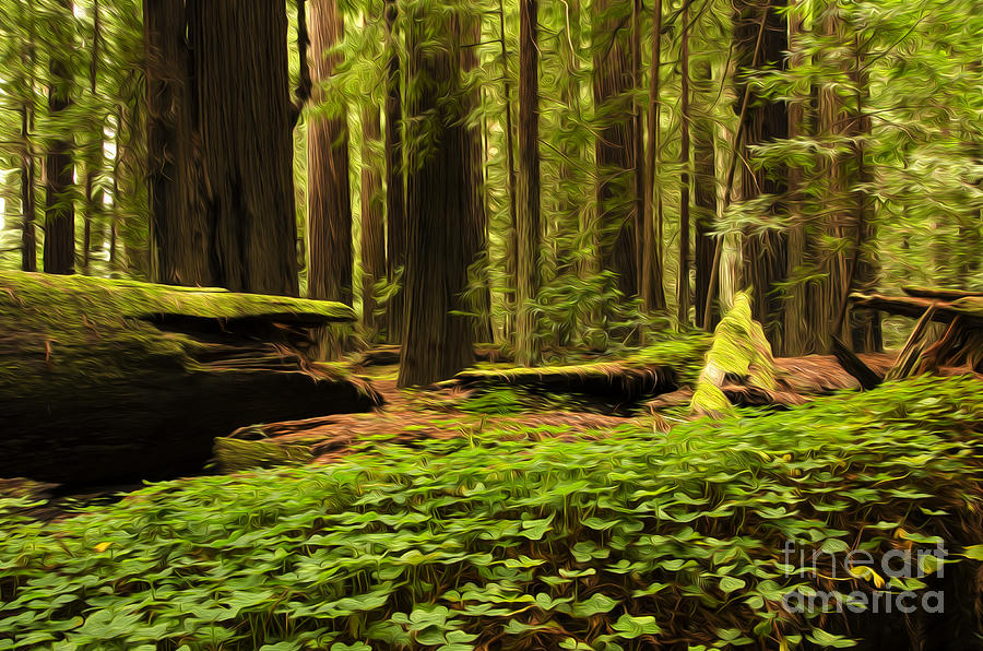 Beauty Of California Redwoods 4 Photograph by Bob Christopher