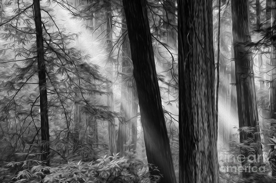Nature Photograph - Beauty Of California Redwoods 4 Monochrome by Bob Christopher