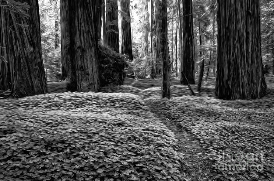Beauty Of California Redwoods 1 Monochrome  Photograph by Bob Christopher