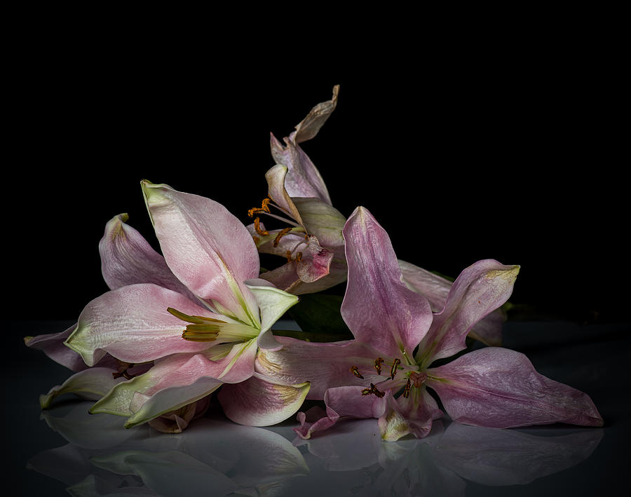 Beauty of Decaying Lilies Photograph by James Gamble Beauty of Decaying Lilies Photograph by James Gamble