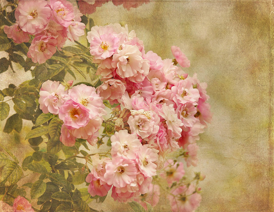 Rose Photograph - Beauty of Dreams by Kim Hojnacki