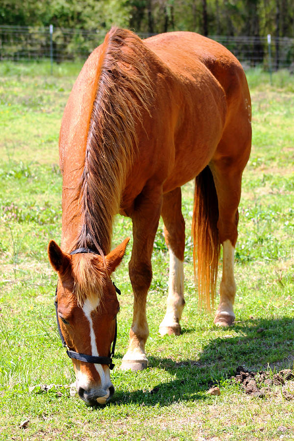 Beauty of Horse Photograph by Mary Koval - Fine Art America