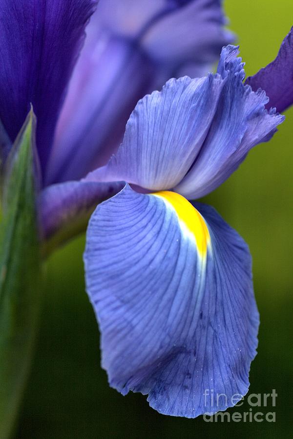 Beauty of Iris Photograph by Joy Watson