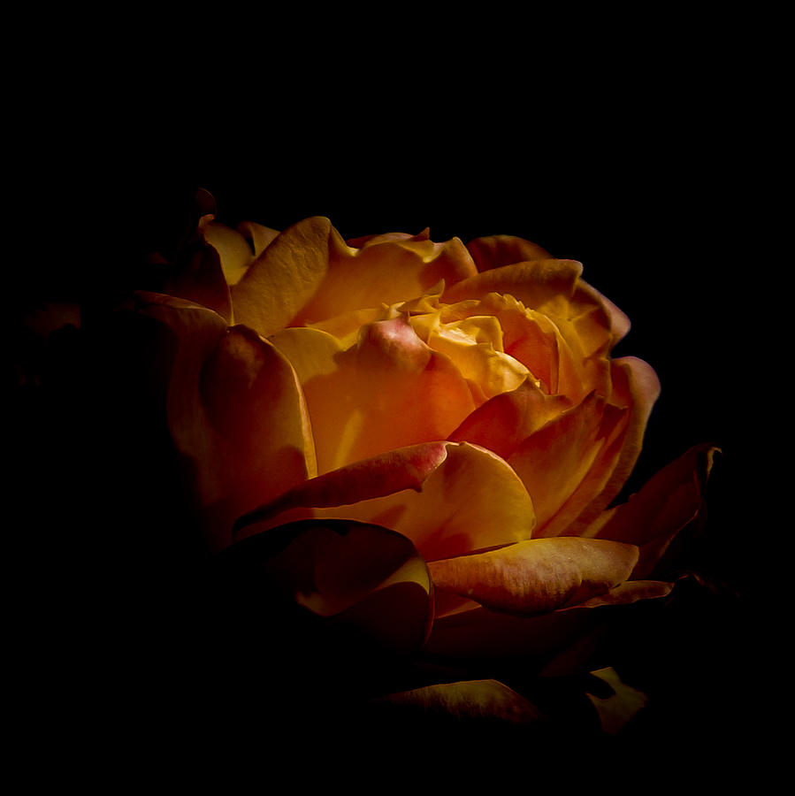 Rose Photograph - Beauty of Life by Ernest Echols