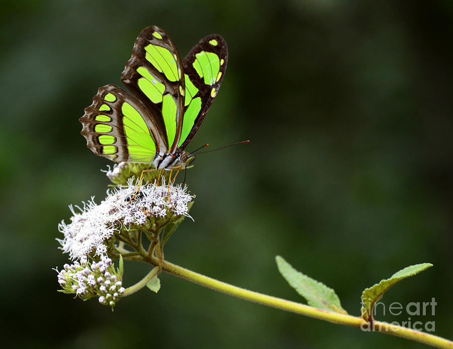 Beauty Of Nature Butterfly 3 Brazil Photograph by Bob Christopher