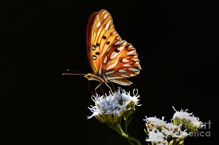 Beauty Of Nature Butterfly Brazil 2 Photograph by Bob Christopher