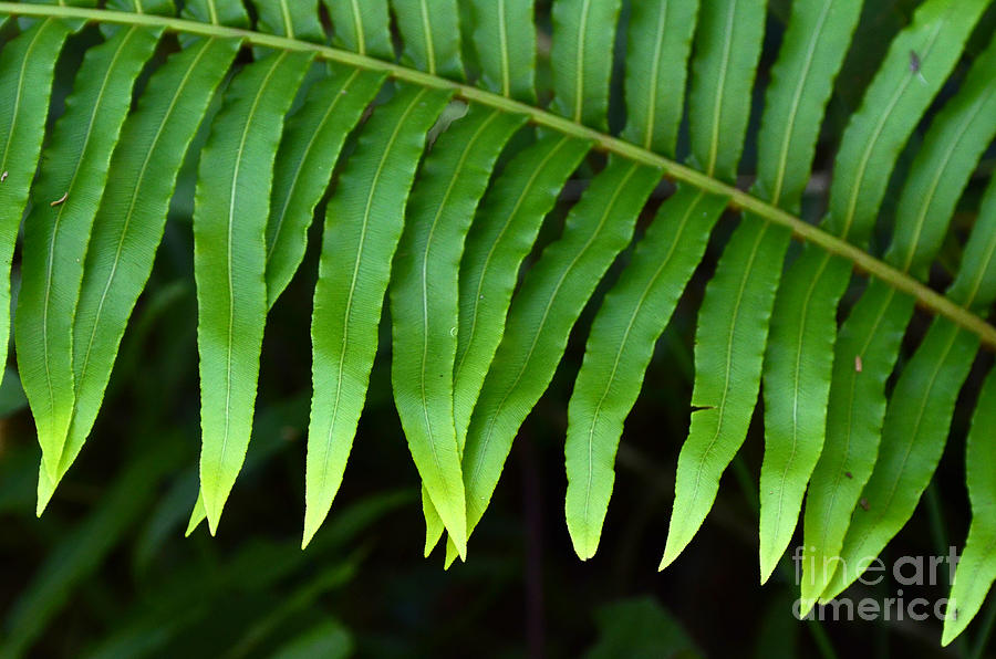 Beauty Of Nature Fern 1 Photograph by Bob Christopher