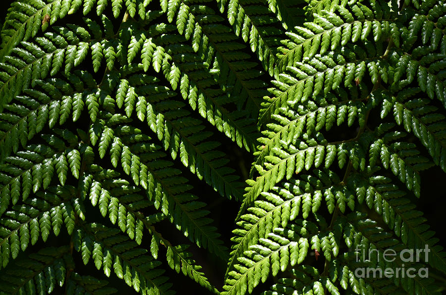 Nature Photograph - Beauty Of Nature Fern 2 by Bob Christopher
