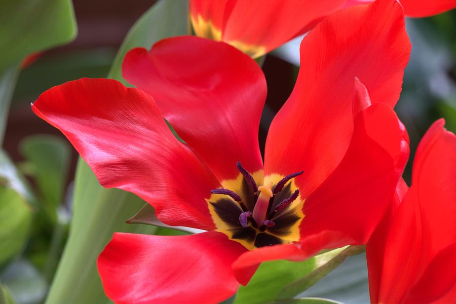 Beauty Of Open Tulips Photograph By Carol Montoya