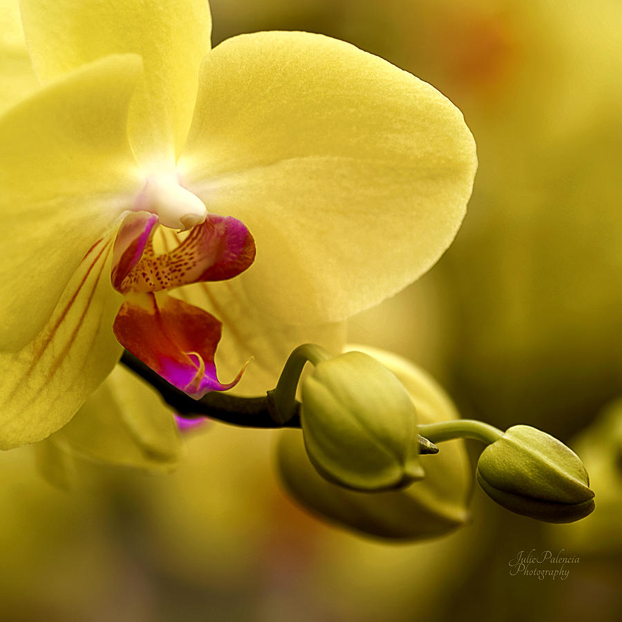 Orchid Photograph - Beauty of Orchids 2 by Julie Palencia