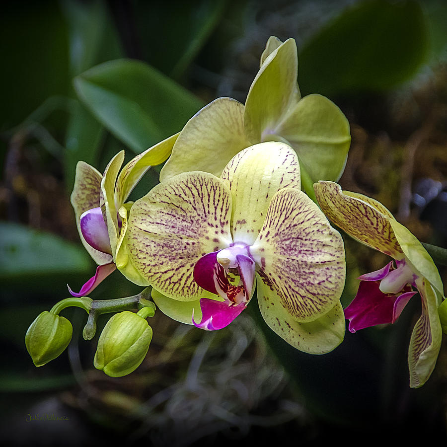 Beauty of Orchids 3 Photograph by Julie Palencia