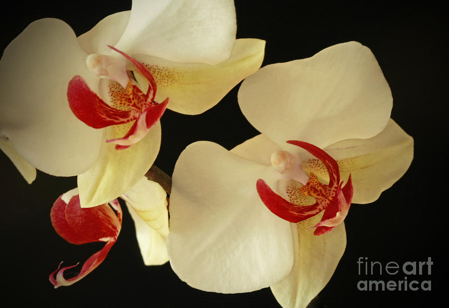 Orchid Photograph - Beauty of Orchids by Inspired Nature Photography Fine Art Photography