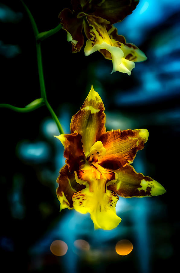 Nature Photograph - Beauty of Orchids by Julie Palencia
