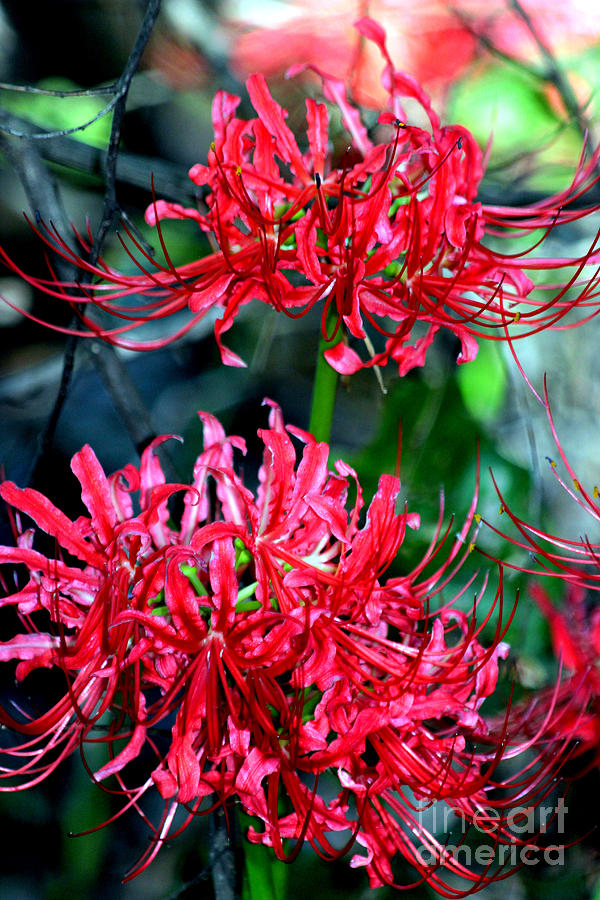 Beauty of Red Spider Lilies Photograph by Kathy  White