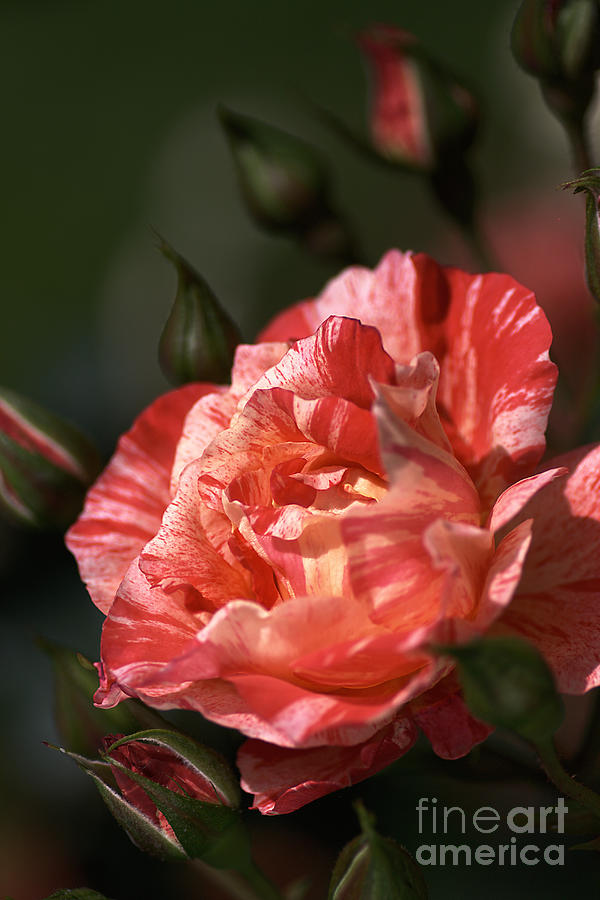 Beauty Of Rose Photograph by Joy Watson