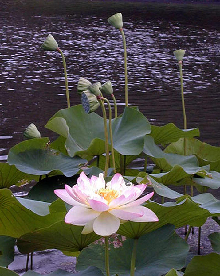 Beauty of the Lotus Photograph by John Lautermilch