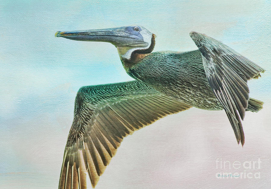 Beauty Of The Pelican Photograph by Deborah Benoit