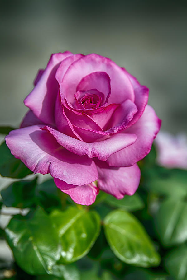 Beauty of the Pink Rose Photograph by John Haldane