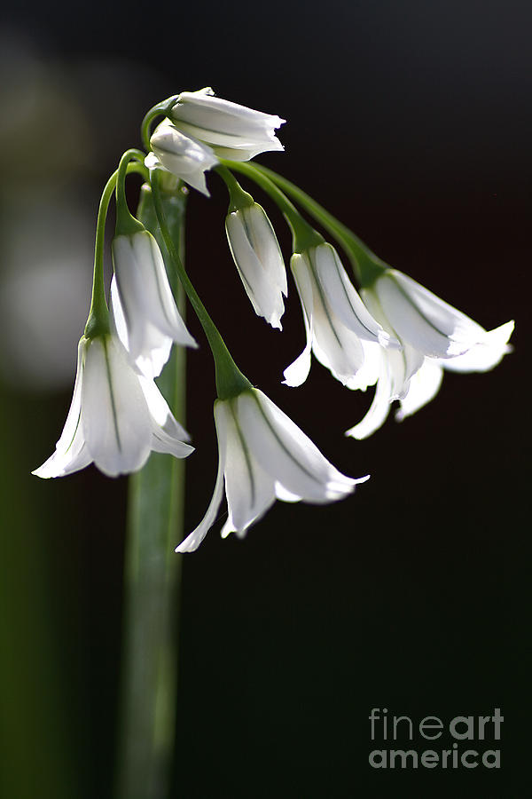 Beauty of the Snowdrops Photograph by Joy Watson