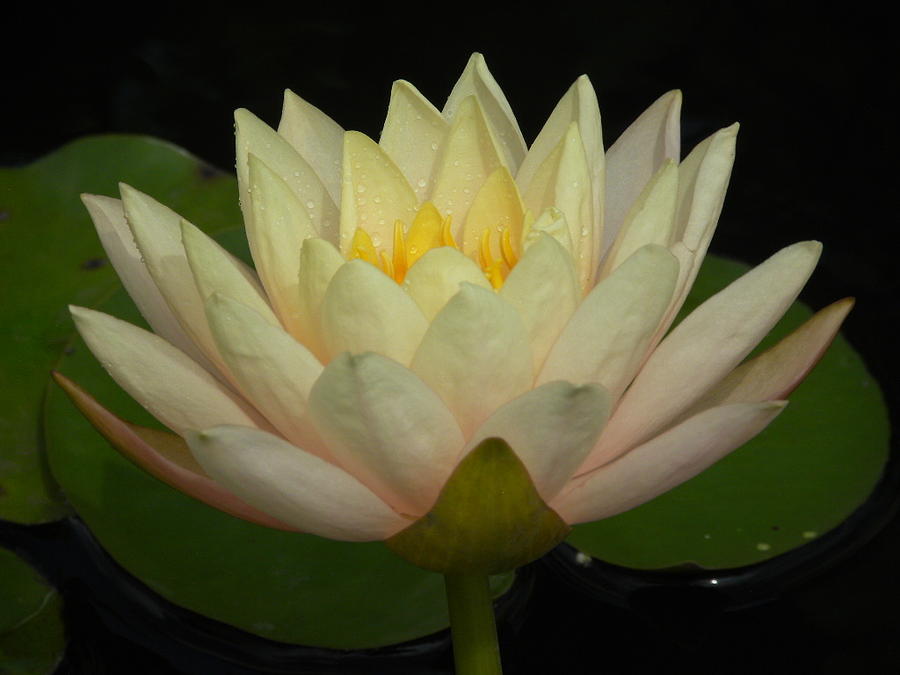 Beauty of the water lily Photograph by Jewels Hamrick