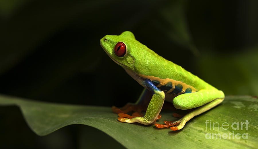 Beauty Of Tree Frogs Costa Rica 1 Photograph by Bob Christopher