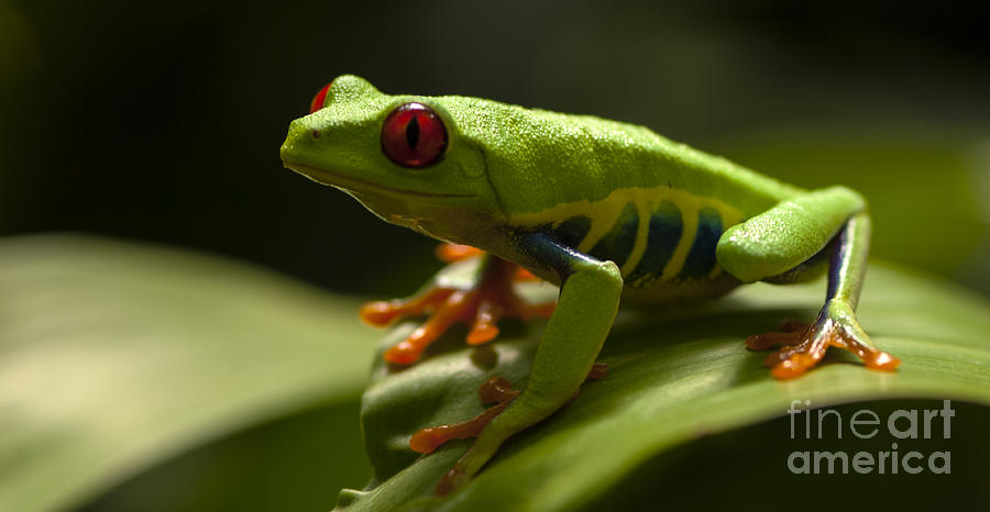 Beauty Of Tree Frogs Costa Rica 3 Photograph by Bob Christopher