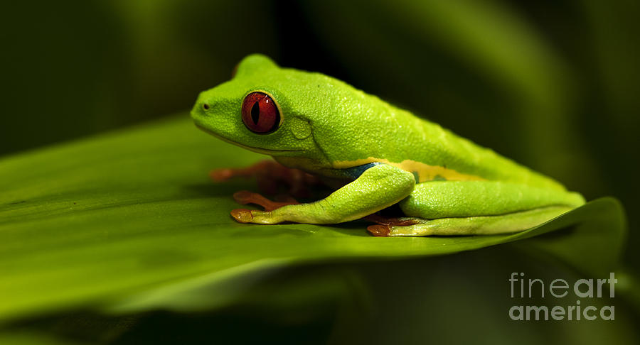 Beauty Of Tree Frogs Costa Rica 4 Photograph by Bob Christopher