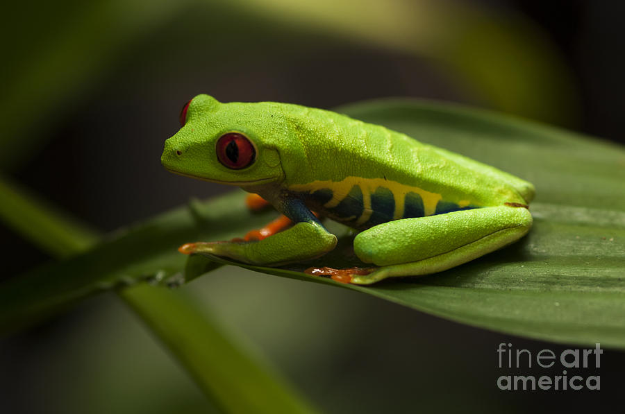 Beauty Of Tree Frogs Costa Rica 5 Photograph by Bob Christopher