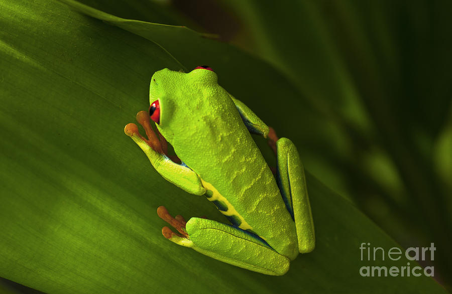 Beauty Of Tree Frogs Costa Rica 6 Photograph by Bob Christopher