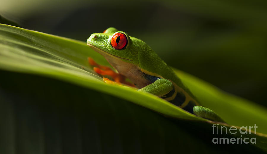 Beauty Of Tree Frogs Costa Rica 7 Photograph by Bob Christopher