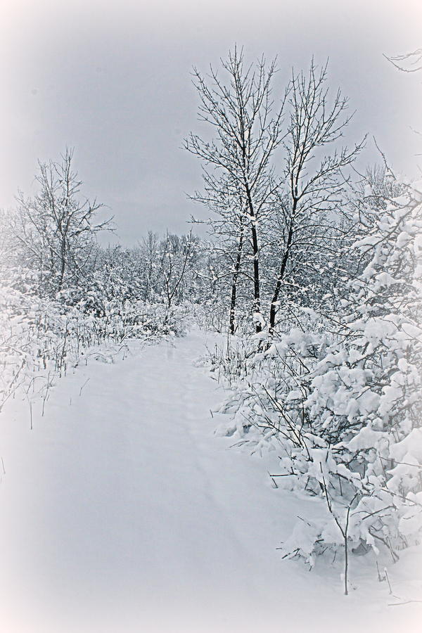 Winter Photograph - Beauty Of Winter by Kay Novy