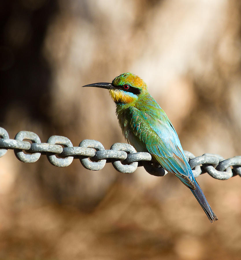 Wildlife Photograph - Beauty on chains by Mr Bennett Kent