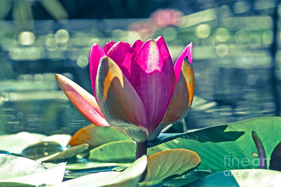 Lily Photograph - Beauty on the Water by Dawn Gari