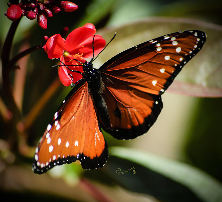 Butterfly Photograph - Beauty Queen by Penny Lisowski