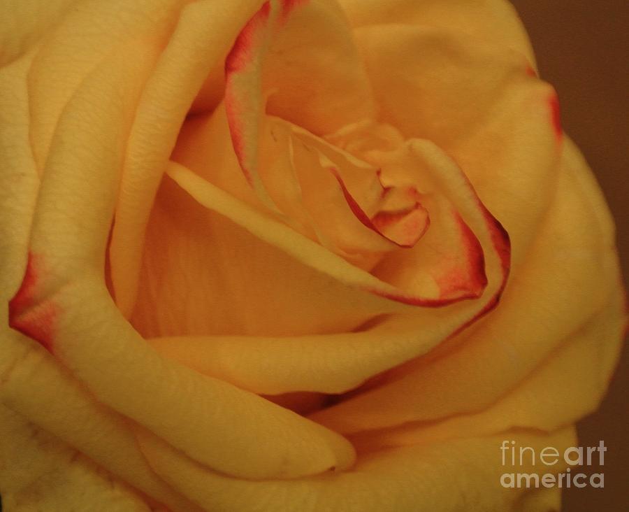Beauty Queen Rose Photograph by Marsha Heiken