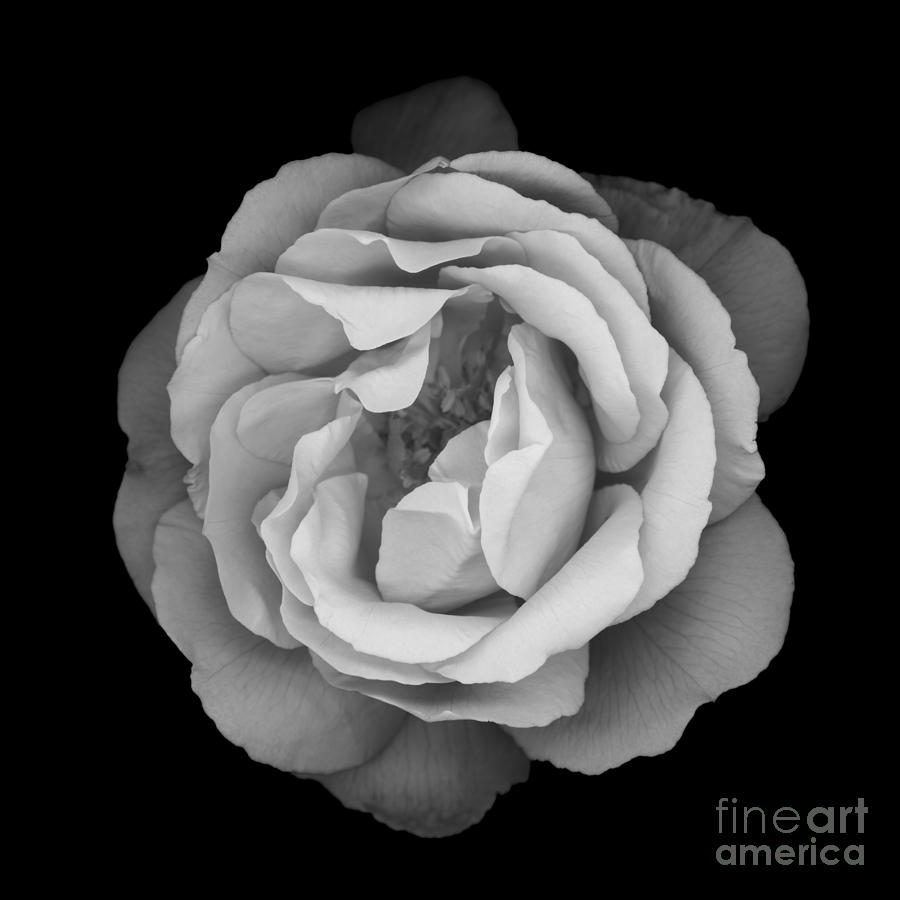 Beauty Rose Photograph by Oscar Gutierrez
