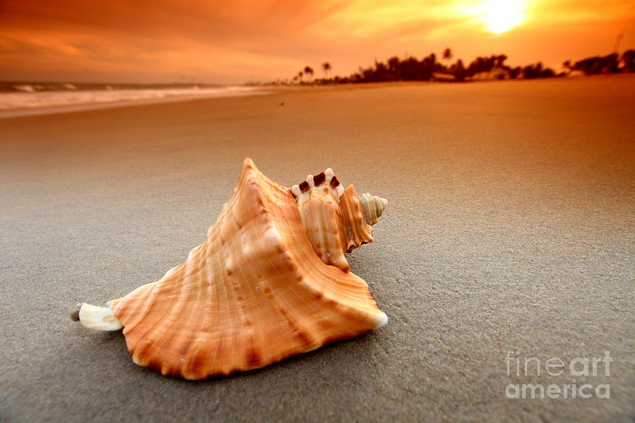 Beauty shell Photograph by Boon Mee