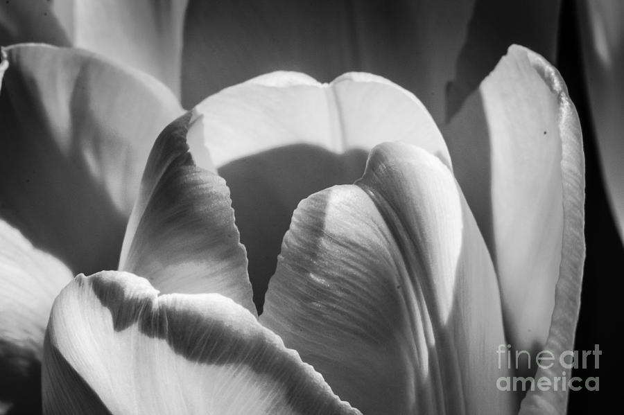 Black And White Photograph - Beauty Shot by Caisues Photography