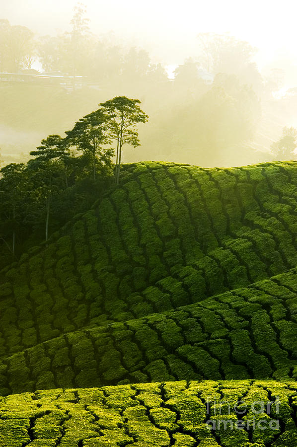 Beauty Tea Plantation Photograph by Boon Mee