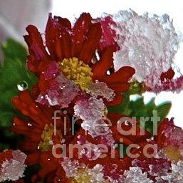 Beauty Under Ice Photograph by Tracy Rice Frame Of Mind