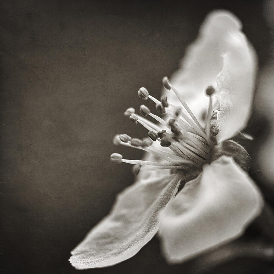 Spring Photograph - Beauty Vanishes by Caitlyn  Grasso