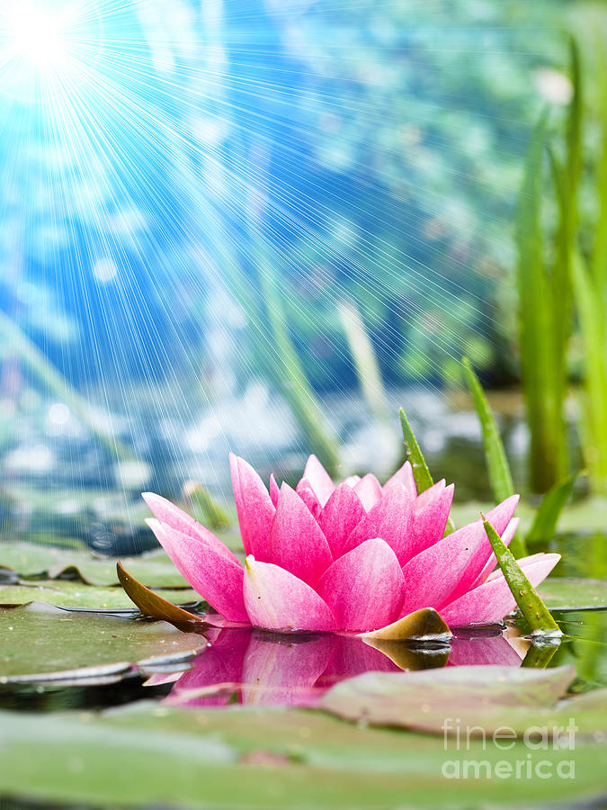 Beauty Water Lily Flower Photograph by Boon Mee