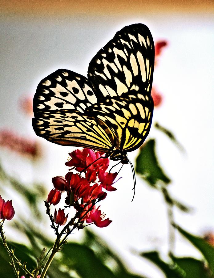 Butterfly Photograph - Beauty Wing by Marty Koch