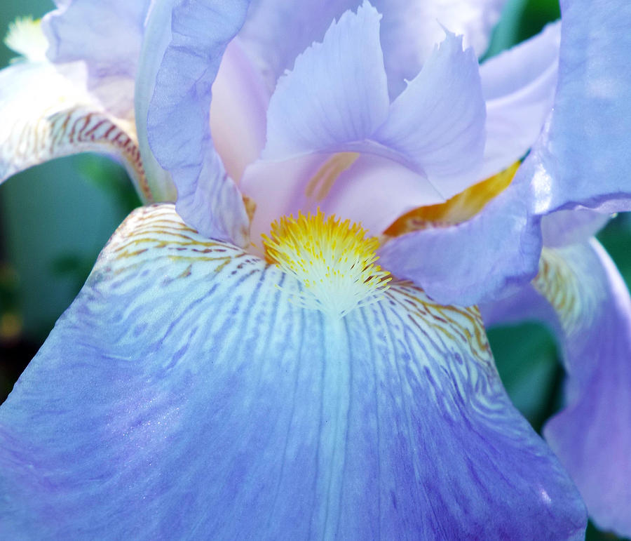 Iris Photograph - Beauty Within by Dawn Gagnon