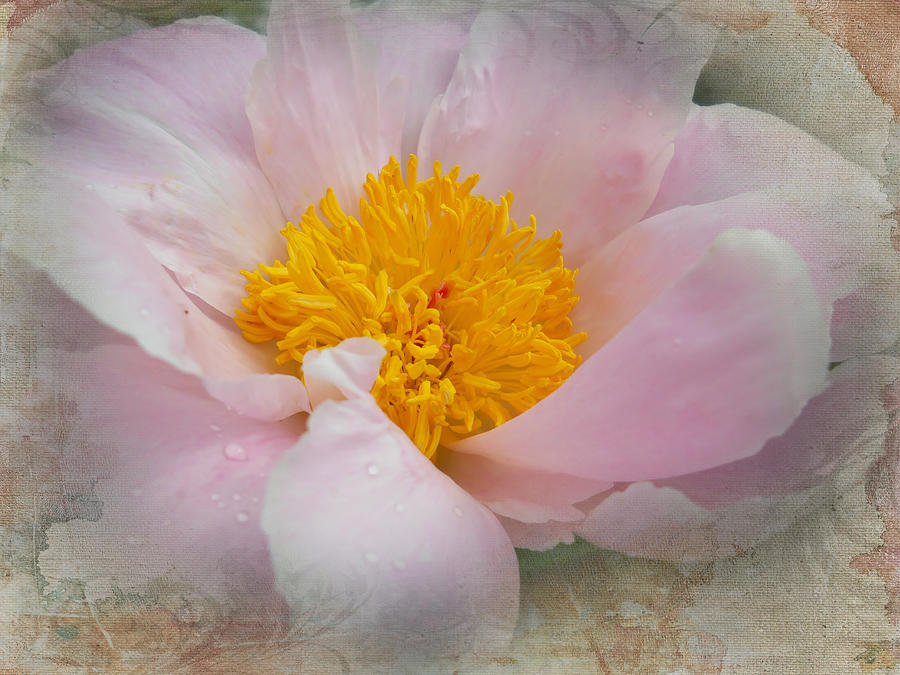 Beauty Woven In Photograph by Judy Hall-Folde