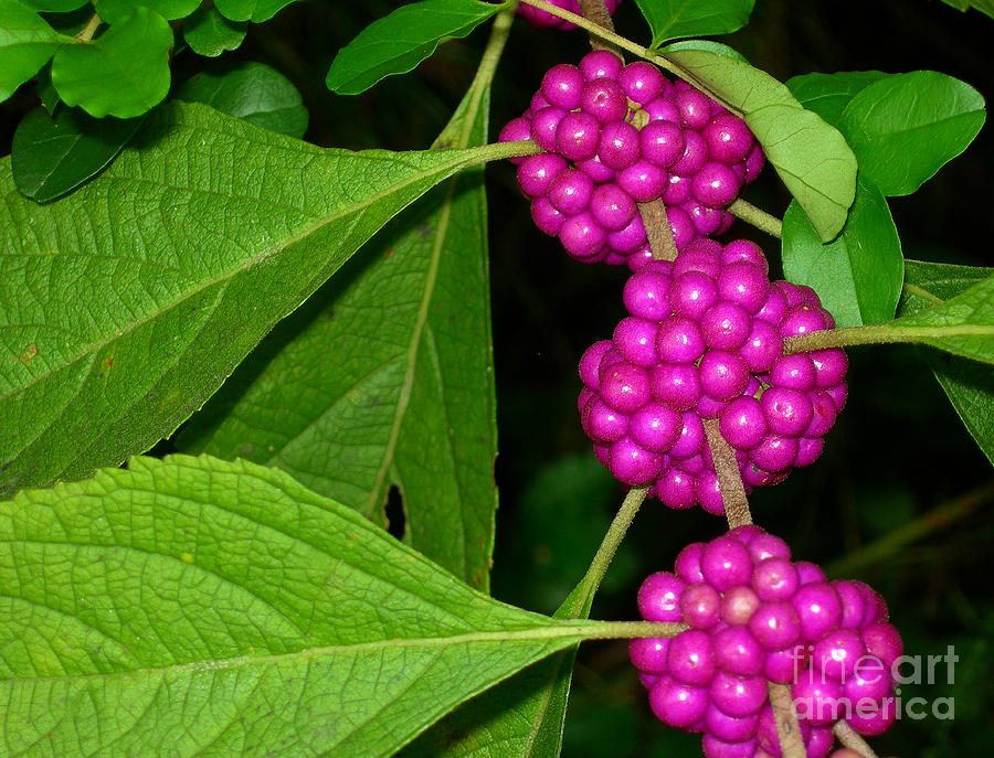 Beautyberry 2 Photograph by Judi Bagwell