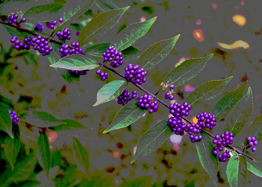 Fall Photograph - Beautyberry by Frank Tozier